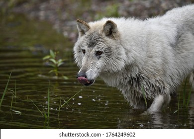 Wolf Portrait In The Water Licking Lips