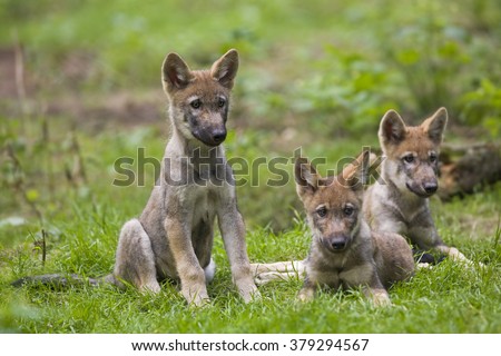Wolf pup Stock photo © 