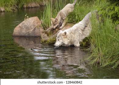 Wolf and Pup at the Lake