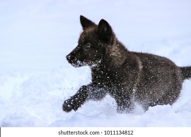 Wolf Pup Playing in the Snow