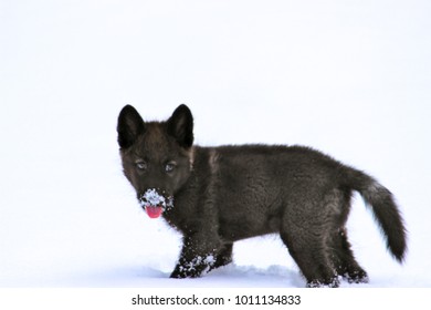 Wolf Pup Playing in the Snow