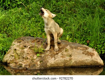 Wolf Pup Sitting On Rock Howling