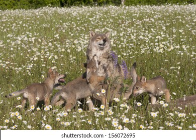 377 Wolf gang Images, Stock Photos & Vectors | Shutterstock