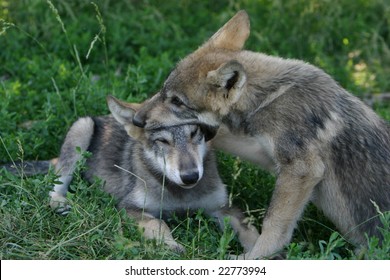 Wolf Pups Playing