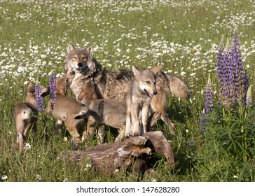 Wolf Pups Playing With Mom