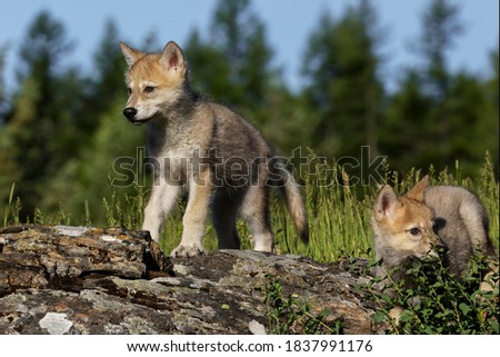 Wolf pups, in USA, North America