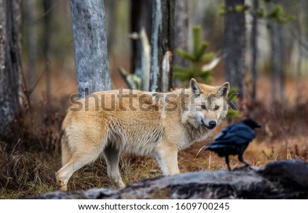 Wolf and raven. Eurasian wolf, also known as the gray or grey wolf also known as Timber wolf.  Scientific name: Canis lupus lupus. Natural habitat. Autumn forest.
