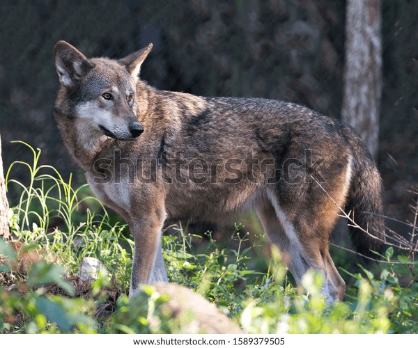 Wolf Red Wolf walking in the field with a close up\
profile viewing of its body, head, ears, eyes, nose, paws with\
foliage foreground and bokeh background in its environment and\
surrounding. 