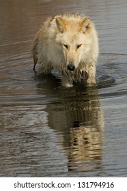 Wolf Reflections