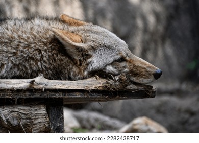 Wolf resting on dreary day
