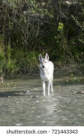 wolf in river 