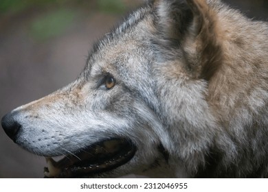 Wolf roams through enchanting forest. - Shutterstock ID 2312046955