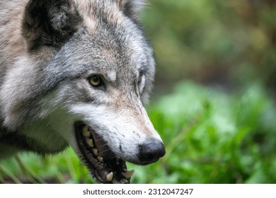 Wolf roams through enchanting forest. - Shutterstock ID 2312047247