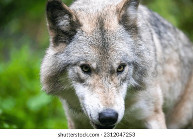 Wolf roams through enchanting forest. - Shutterstock ID 2312047253