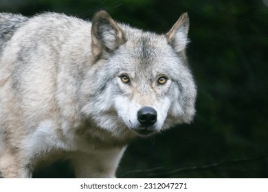 Wolf roams through enchanting forest. - Shutterstock ID 2312047271