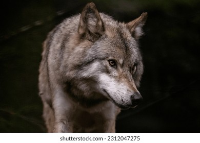Wolf roams through enchanting forest. - Shutterstock ID 2312047275