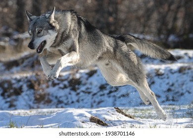 Wolf Running And Jumping On Snow