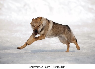 Wolf Running On Snowy Hill