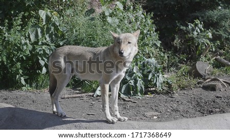 Wolf running through the forest in the fall