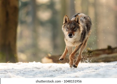 Wolf Is Running Very Fast