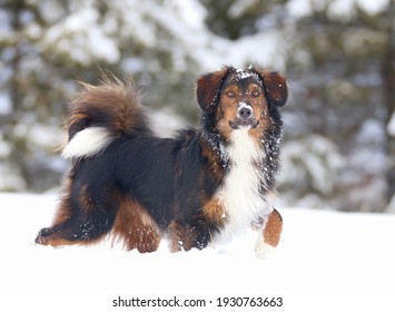 what does an english shepherd look like