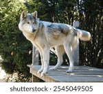           Wolf sanctuary howl moon wildlife animal