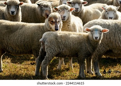 Wolf in sheep's clothing hiding among a flock of sheep.Concept photo of  those playing a role contrary to their real character with whom contact is dangerous, particularly false teachers. - Shutterstock ID 2244114615
