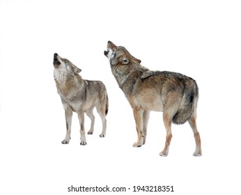 Wolf And She-wolf Howling Isolated On White Background