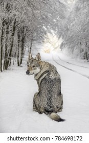 wolf sitting looking back with icy road ahead