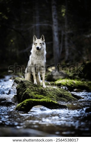 Wolf sitting under the waterfall