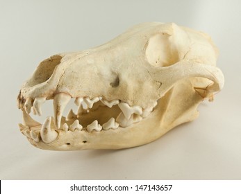 Wolf skull on a white background