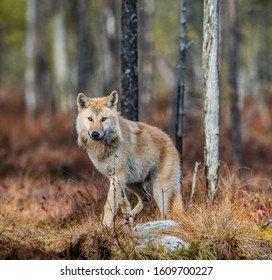 シンリンオオカミ High Res Stock Images Shutterstock