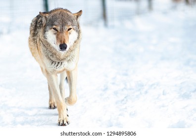 wolf in snow