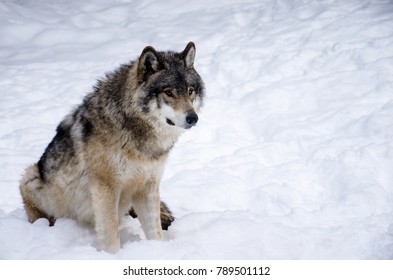 Wolf Snow Stock Photo 789501112 | Shutterstock