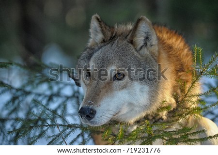wolf in the snow