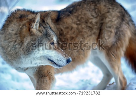 wolf in the snow
