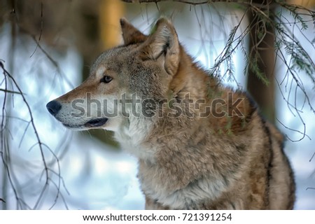 wolf in the snow