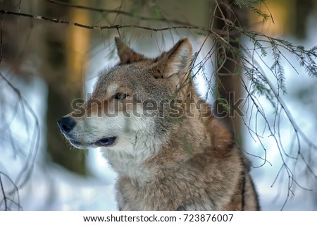 wolf in the snow