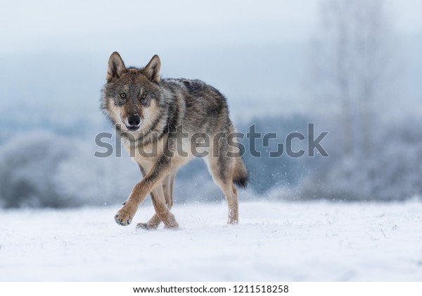 wolf in snow, attractive winter scene with wolf,\
close to wolf in snow