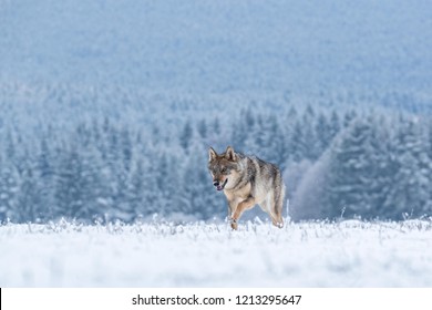 wolf in snow, beautiful wolf running in snow, attractive winter scenery with wolf,