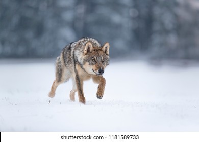 wolf in snow, stalking wolf in snow, wolf running in snow, wolf in winter