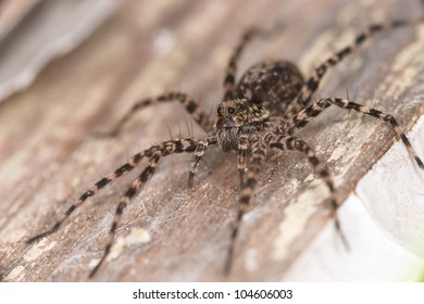 Wolf Spider