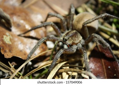 Wolf Spider