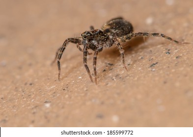 Wolf Spider