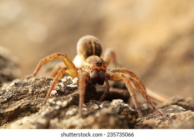 Wolf Spider