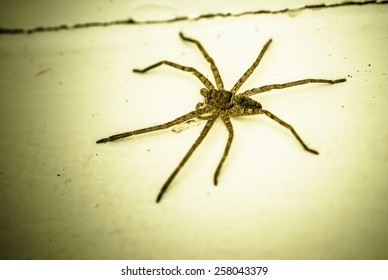 Wolf Spider