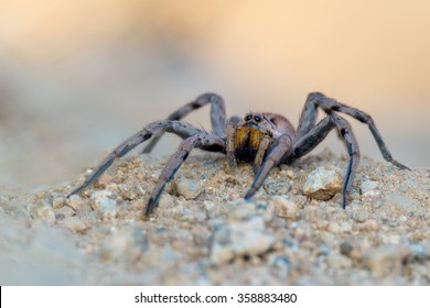 Wolf Spider