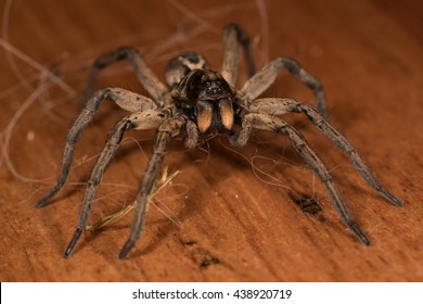 Wolf  Spider