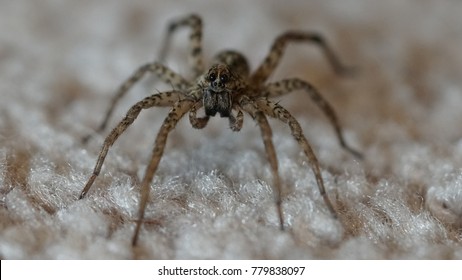 A Wolf Spider