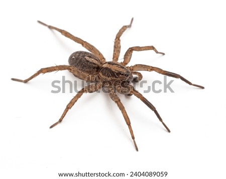 wolf spider (Alopecosa aculeata) from above, isolated on white